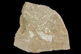 Ordovician Bryozoan (Chasmatopora) Plate - Estonia #73498-1